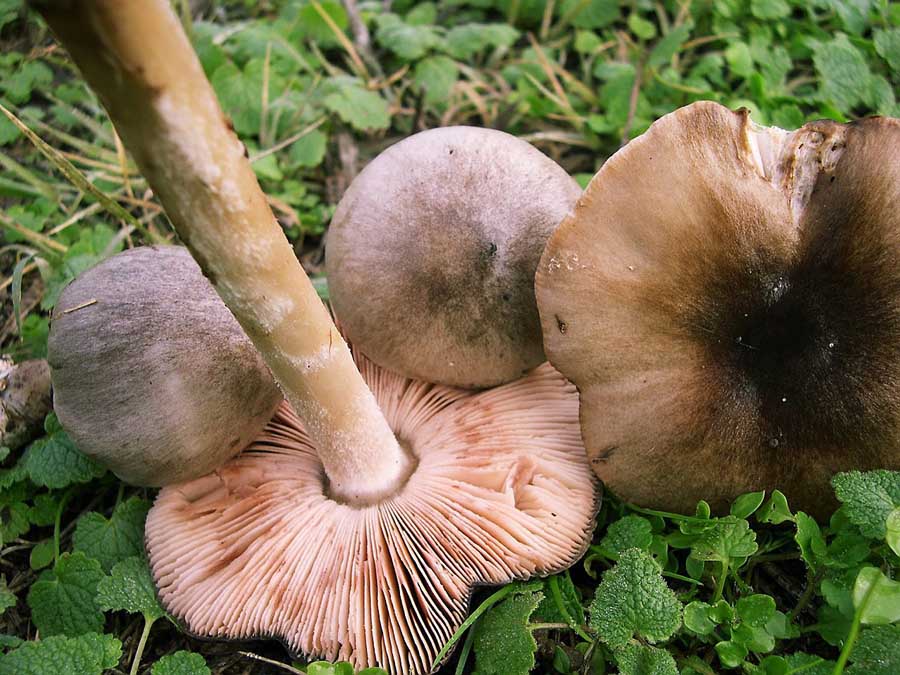 Volvariella speciosa variet glojocephala.